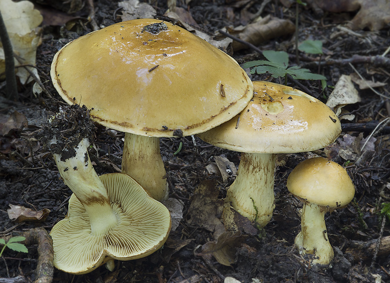 Cortinarius percomis